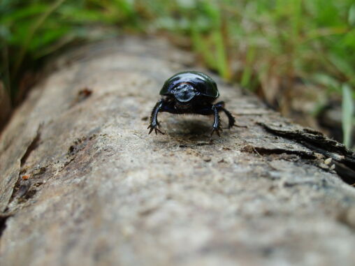 Picture of Beetle