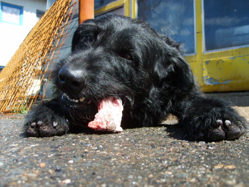 Black dog eating meat