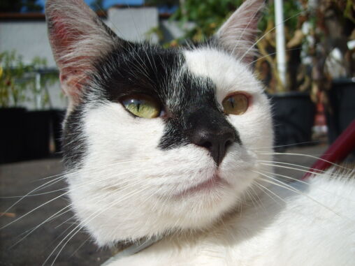 Black and white cat