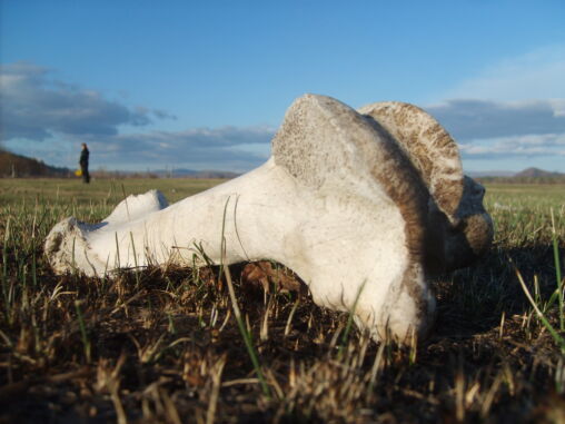 Bone in Mongolian steppe
