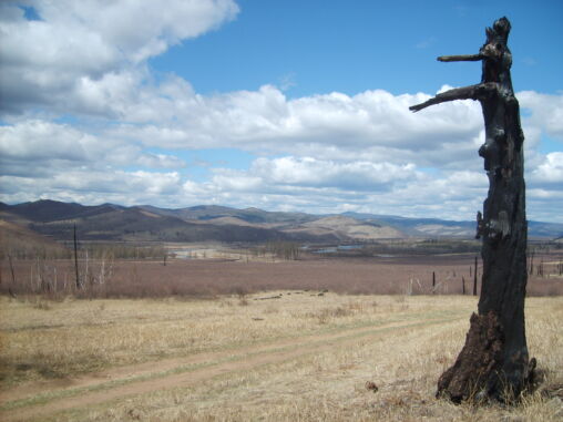 Burned tree in Mongolia