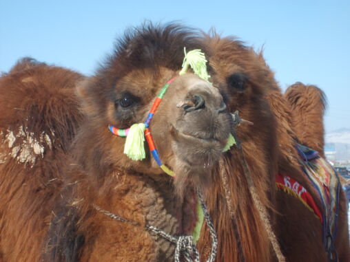 Mongolian racing camel