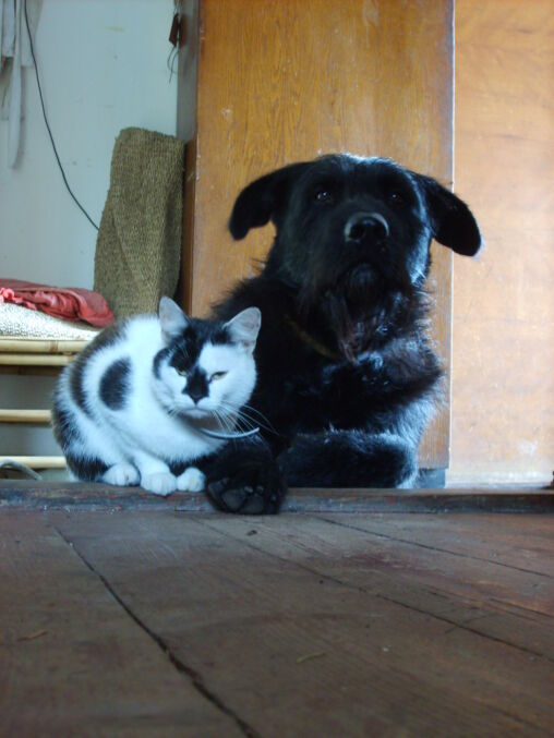 Dog and cat – best friends