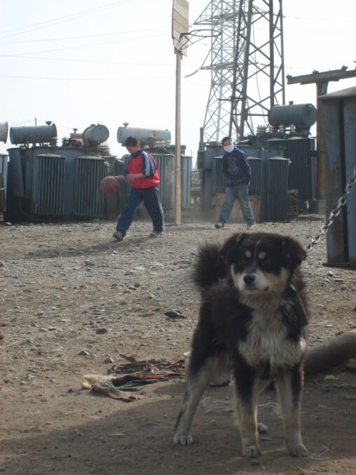 Dog in Ulaanbaatar