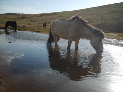 Drinking horse in Mongolia