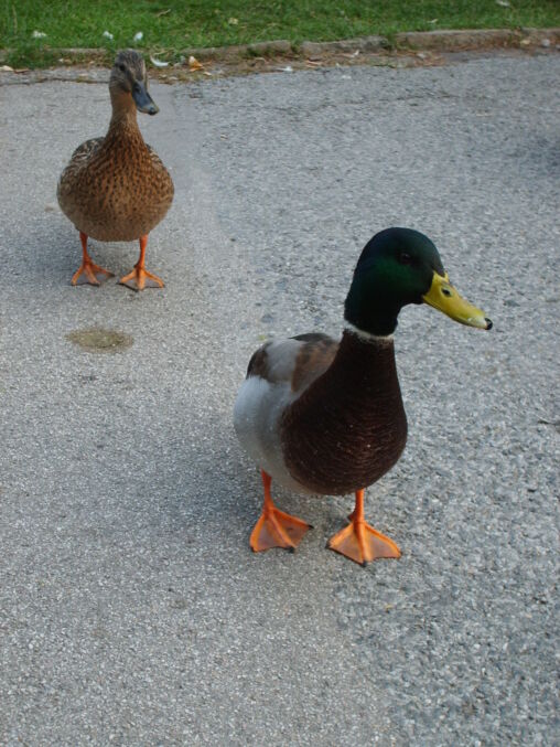 Walking ducks