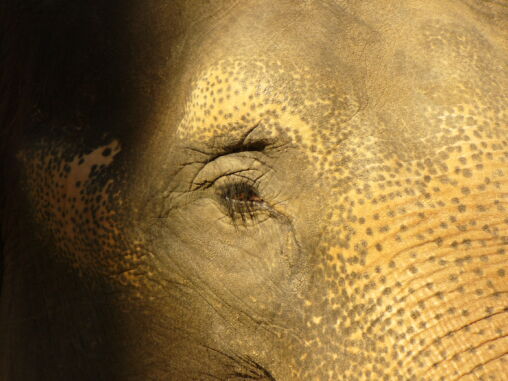 Elephant’s eye