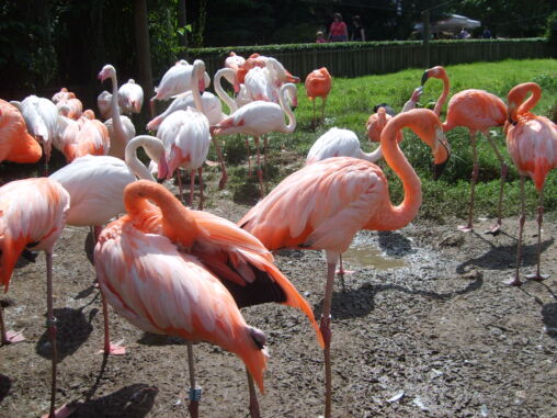 Flamingos in Zoo Dvůr Králove, Czech republic