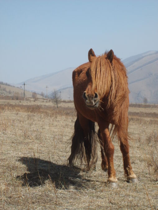 Horse in Mongolia