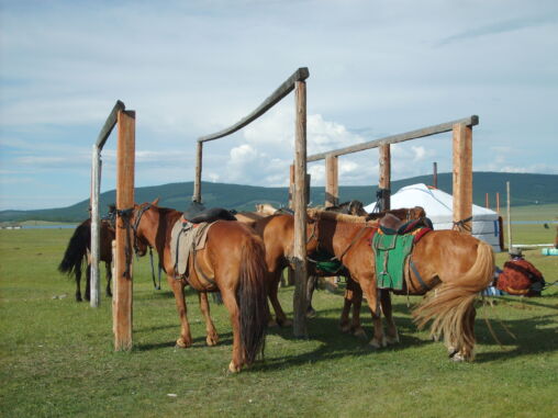 Tethered horses in Mongolia