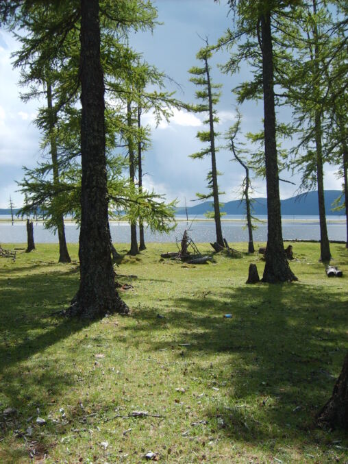 Woods on the lake Khövsgöl