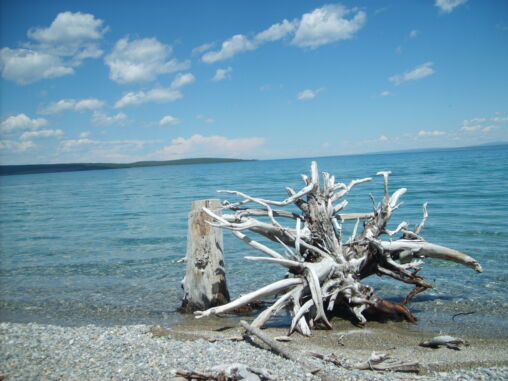 Dry tree in water, Mongolia