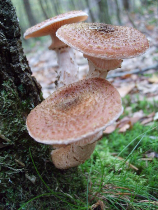 Mushrooms on a tree