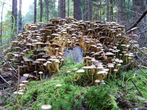 Mushroom city