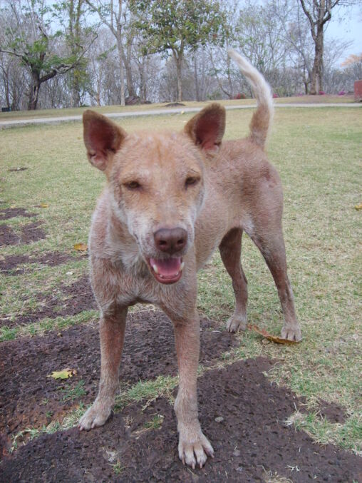 Dog in Thailand
