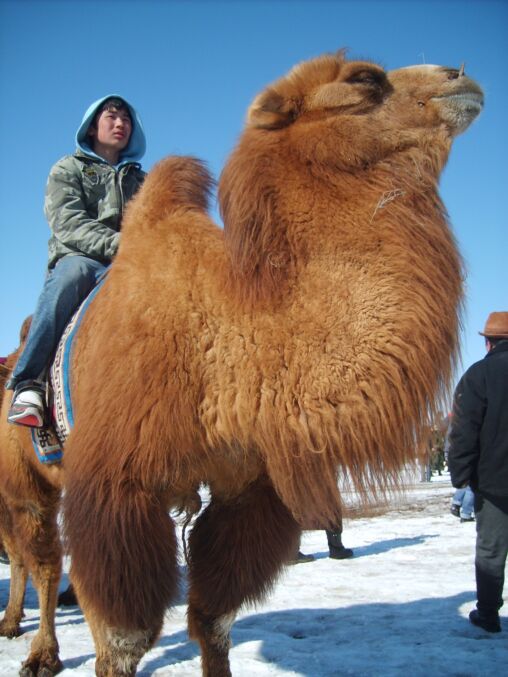 Mongolian racing camel