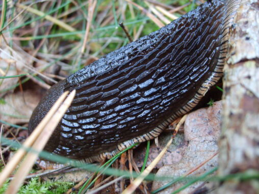 Photo of the slug