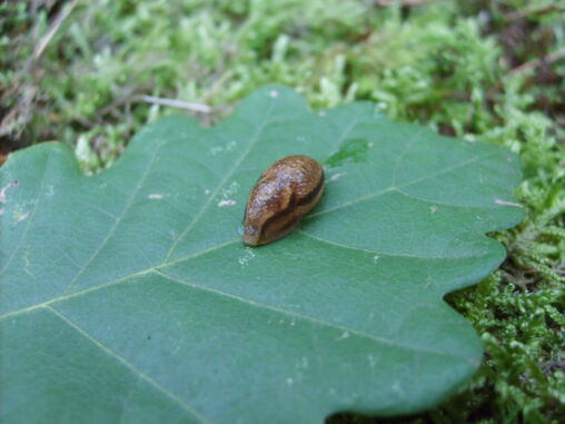 Slug on a leaf