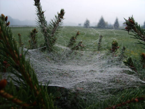 Spider web