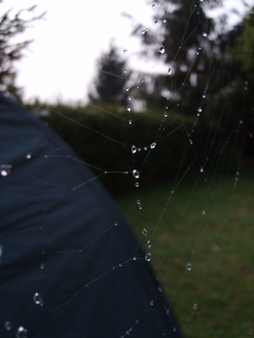 Spider web