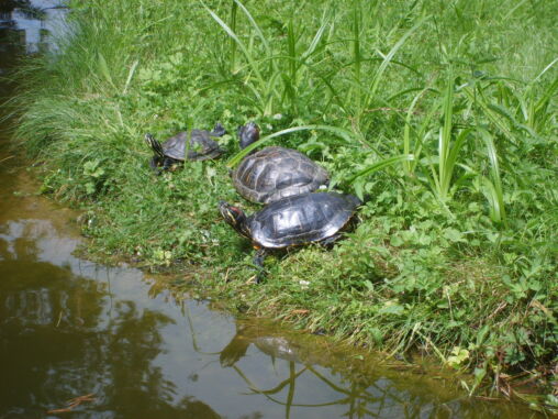 Water turtles