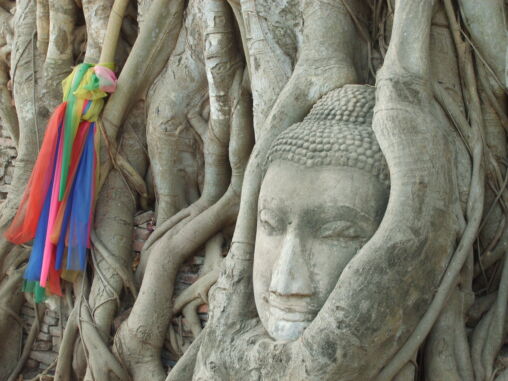 Buddha’s Head In The Tree