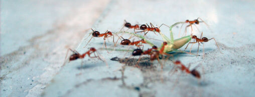 Ants eat the grasshopper