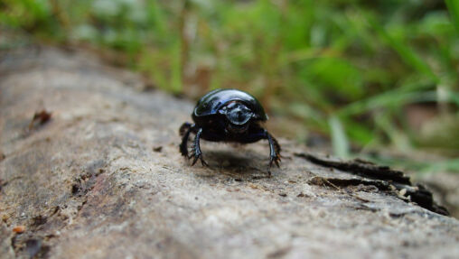 Black beetle crawling on wood