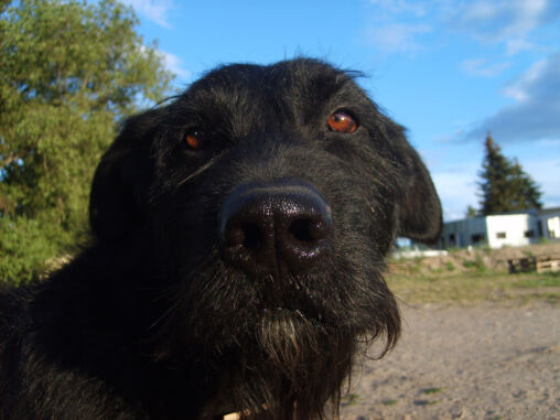 Black dog’s face
