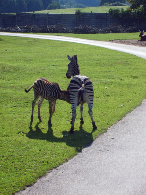Breastfeeding zebra