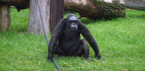 Chimpanzee in Zoo