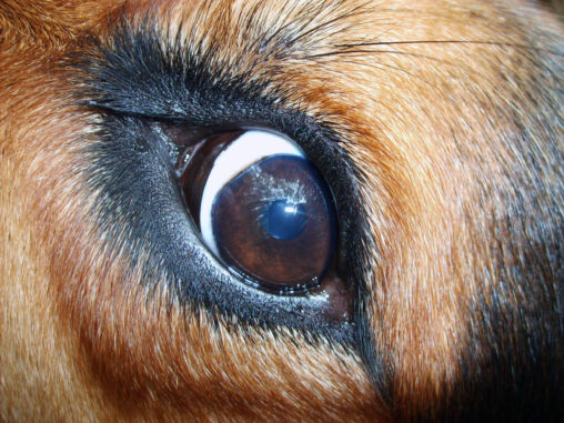 Dog eye