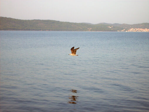 Flying seagull