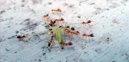 Ants eat the grasshopper
