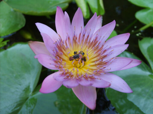 Lotus flower