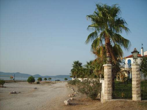 Palm in Croatia