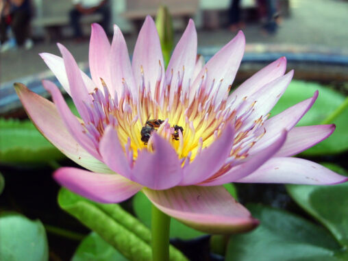 Lotus flower