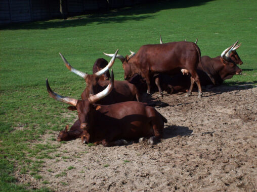 Ankole-Watusi Cattle