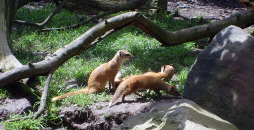 Animals in ZOO