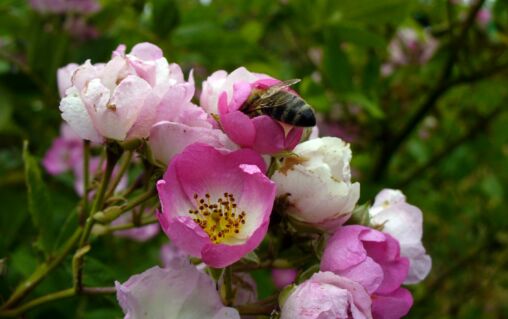 Bee on blossom