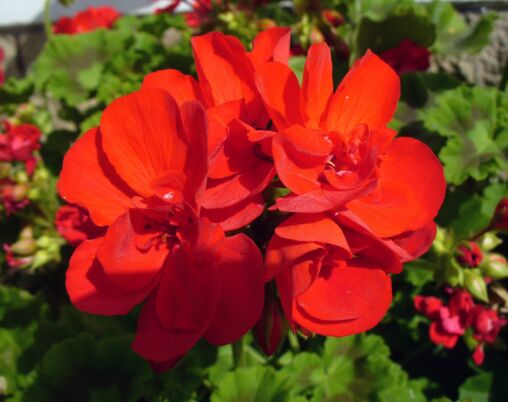 Red blossom