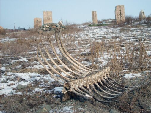 Bones on cemetery