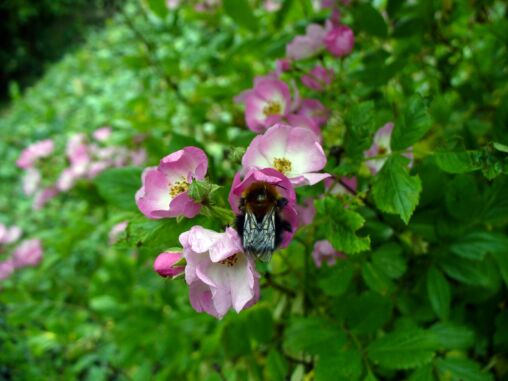 Bumblebee