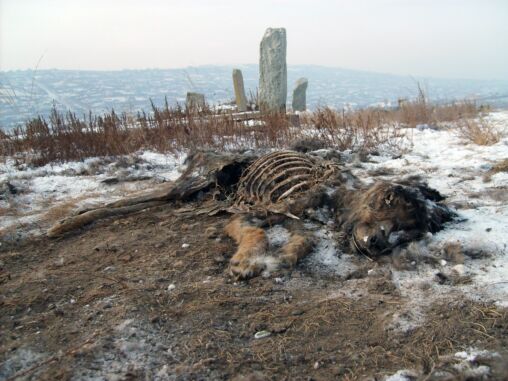 Dead dog
