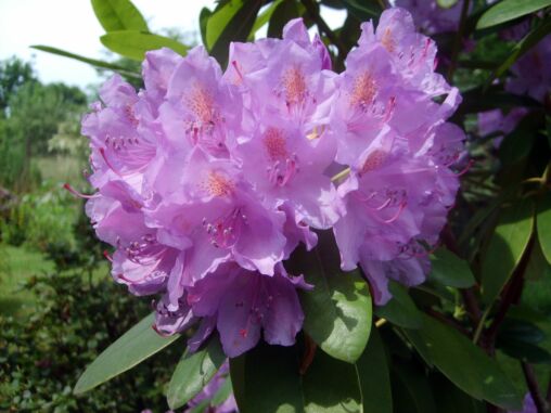 Violet blossoms