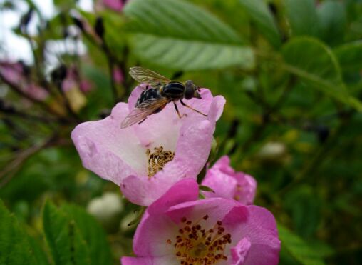 Fly on blossom
