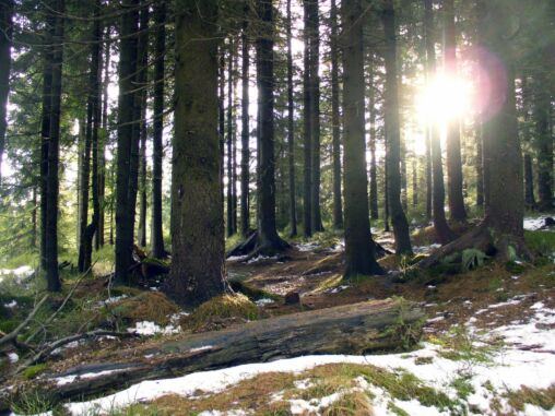 Sun in the forest