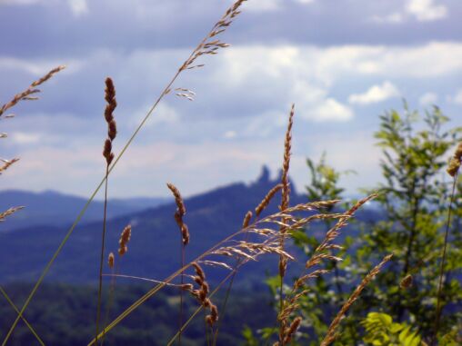 Grass detail