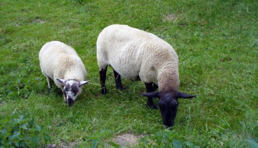 Grazing sheeps