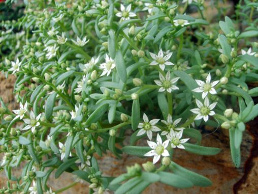 Green flower